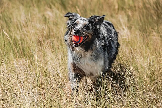 Chuckit! Ultra Ball Dog Toy – Medium Bouncy Fetch Ball for Dogs (2.5” Rubber Ball)